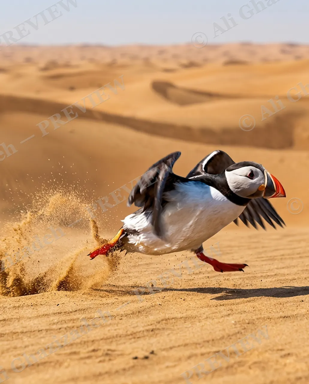Full Throttle — Desert Sprint — Atlantic puffin artwork by Ali Ghazizadeh
