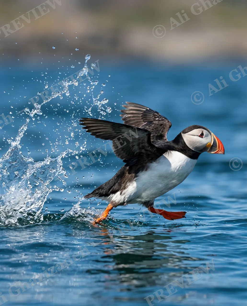 Full Throttle — Ocean Liftoff — Atlantic puffin artwork by Ali Ghazizadeh
