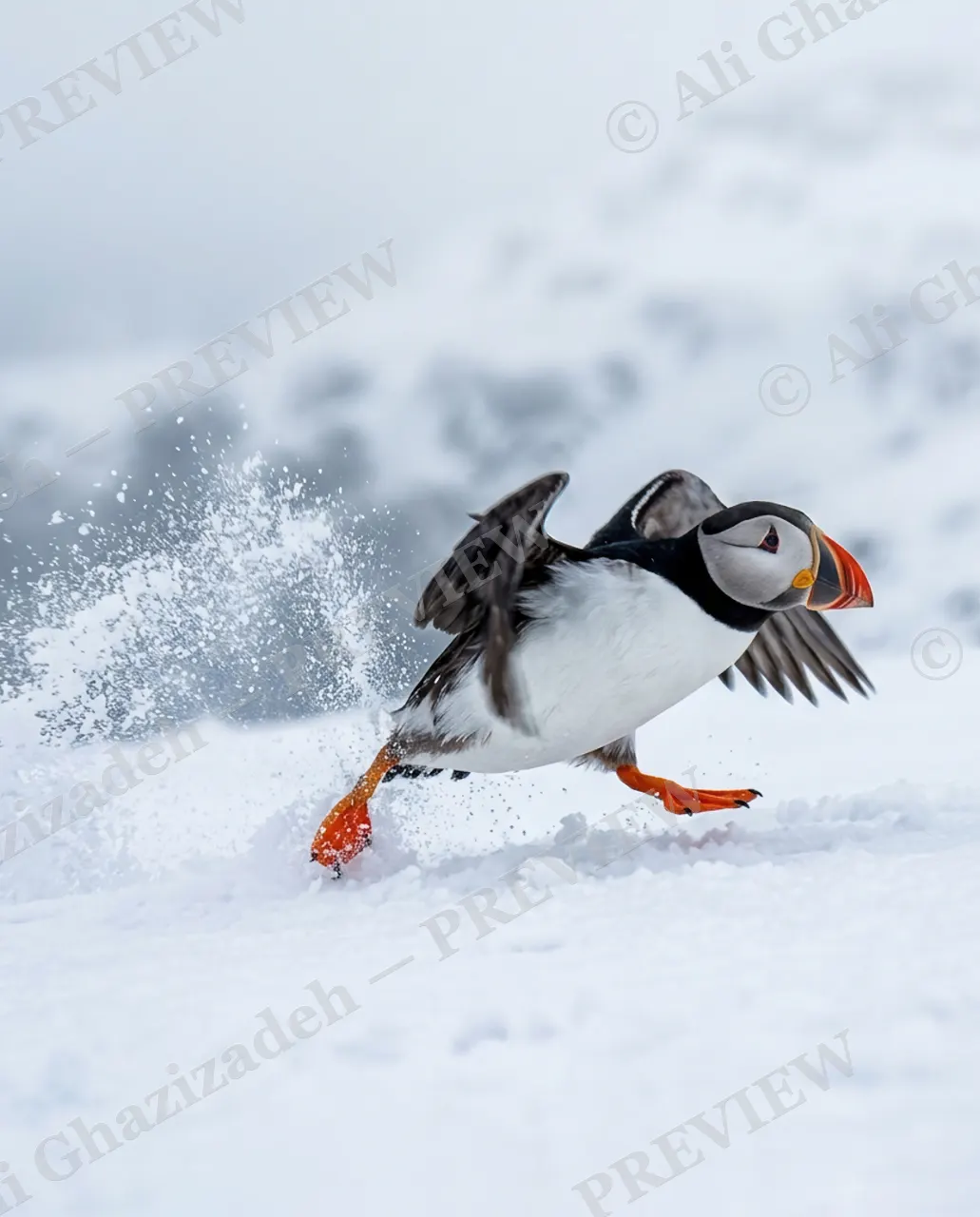 Full Throttle — Snowbound Takeoff — Atlantic puffin artwork by Ali Ghazizadeh