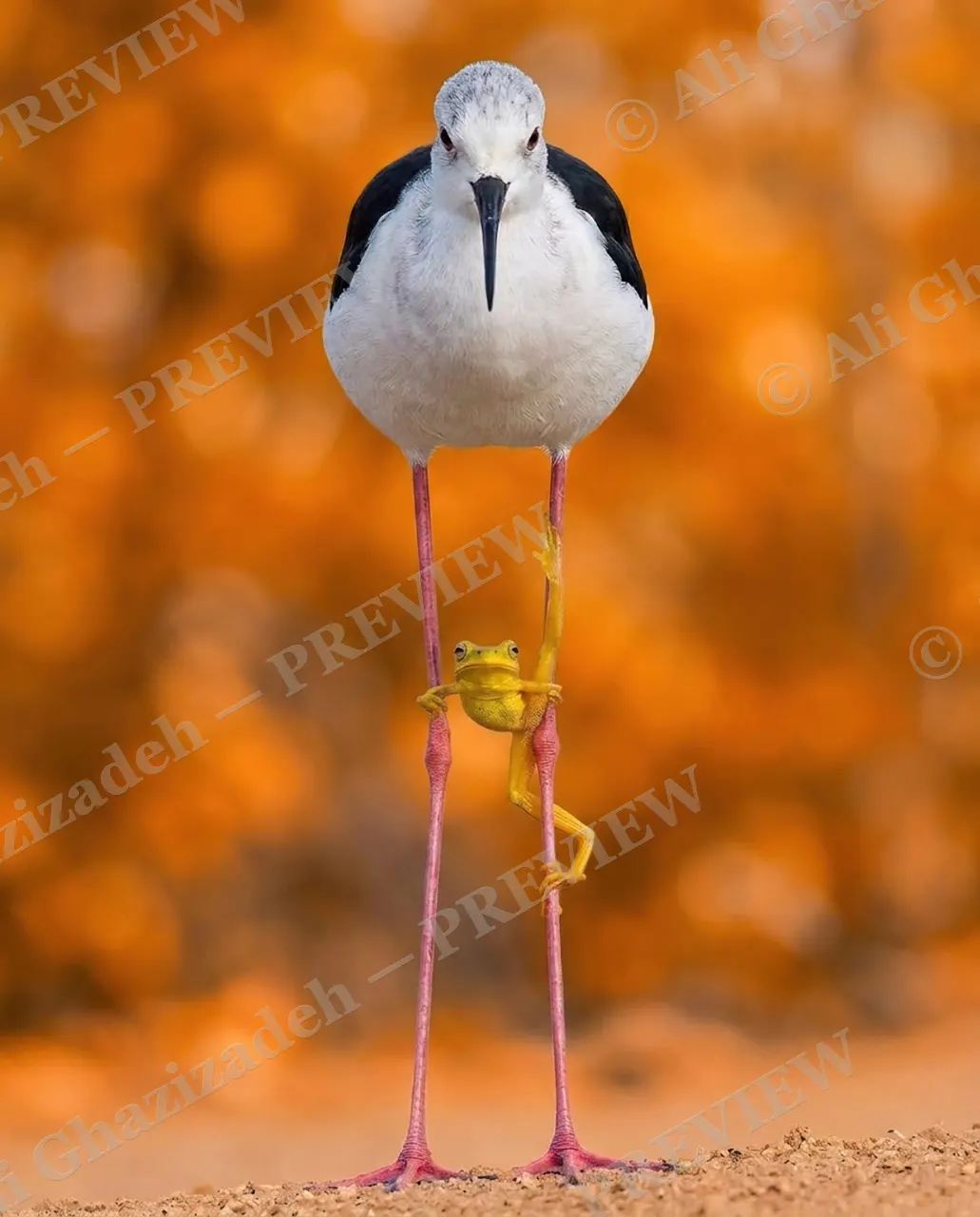 Wrong Branch — Mistaken for a Branch — Stilt artwork by Ali Ghazizadeh