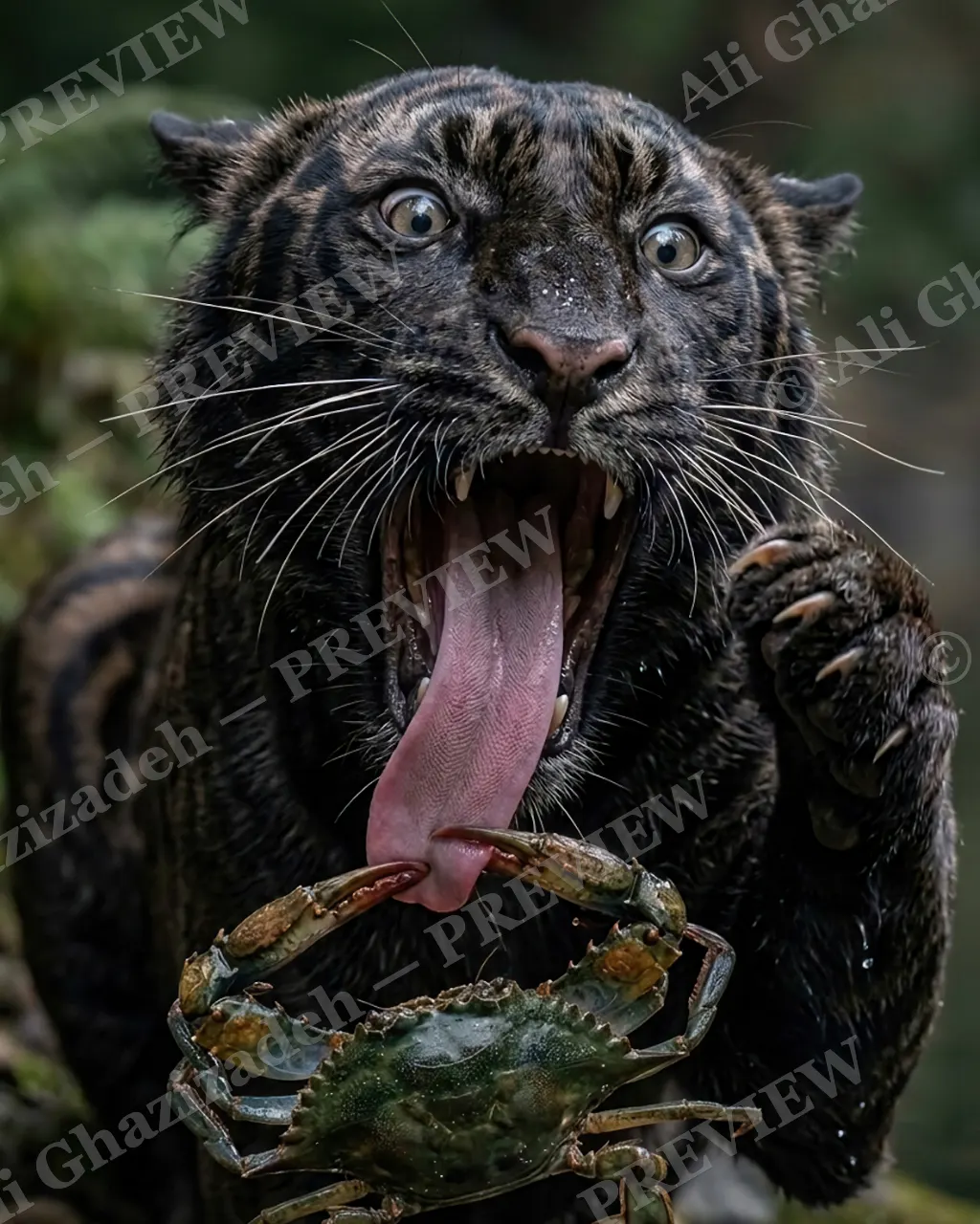 Wrong Sip — Let Go! — Tiger artwork by Ali Ghazizadeh