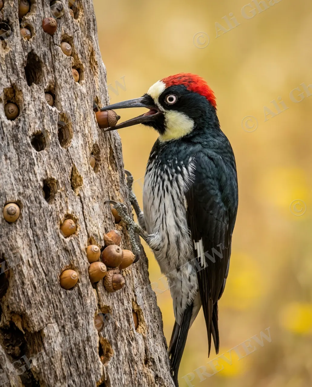 Wrong Stash — Stocking the Pantry — Woodpecker artwork by Ali Ghazizadeh