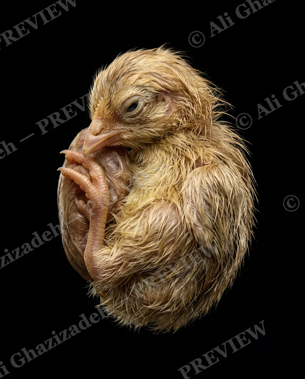 Not Yet Hatched — Not Ready Yet — Chicken artwork by Ali Ghazizadeh