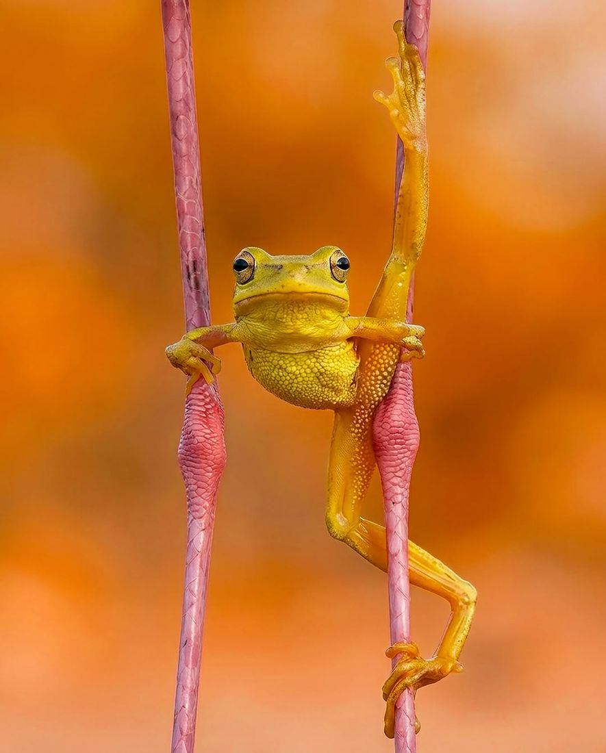 Forest Acrobatics — Frame 2 — Wildlife Tales artwork by Ali Ghazizadeh