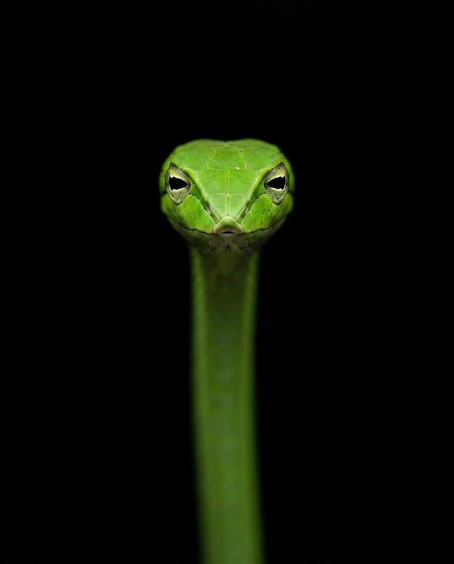 Runway Serpents — Frame 2 — Wildlife Tales artwork by Ali Ghazizadeh
