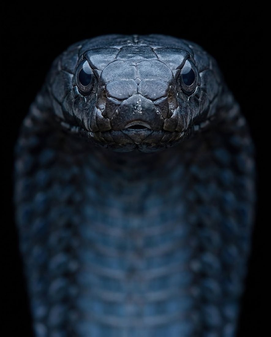 Runway Serpents — Frame 5 — Wildlife Tales artwork by Ali Ghazizadeh